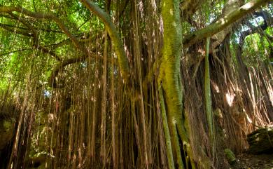 Cissus sicyoides L. 錦屏粉藤