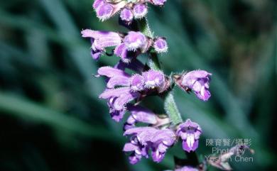 Salvia japonica Thunb. 日本紫花鼠尾草