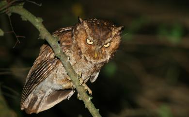 Otus spilocephalus hambroecki 黃嘴角鴞