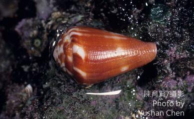 Conus rattus Hwass, 1792 鼠芋螺