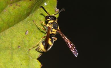 Euodynerus nipanicus flavicornis 矛紋佳盾蜾蠃