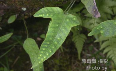 Selliguea hastata 三葉茀蕨