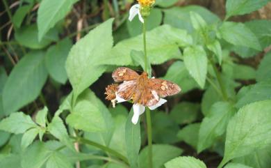 Pseudocoladenia dan sadakoe 黃襟弄蝶