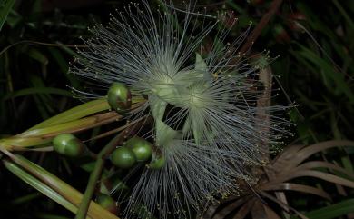 Barringtonia racemosa (L.) Spreng. 水茄冬