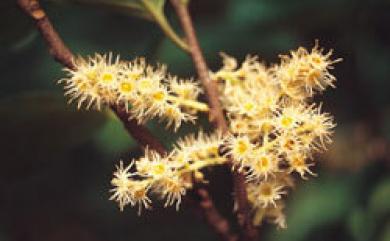 Prunus grisea Kalkman 蘭嶼野櫻花