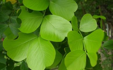 Haematoxylum campechianum L. 墨水樹