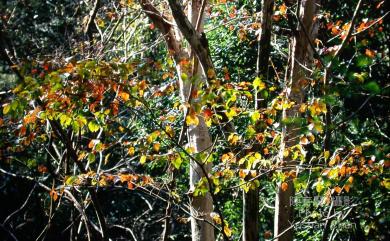 Lagerstroemia subcostata Koehne 九芎