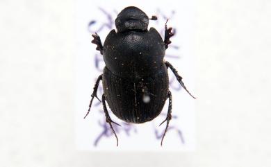 Onthophagus yubarinus Matsumura, 1937 長脛嗡蜣螂
