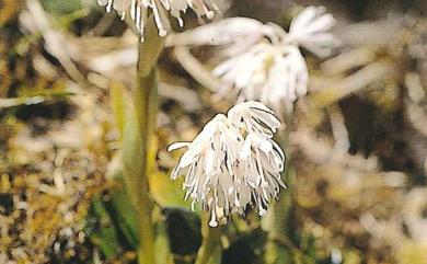 Helonias umbellata 臺灣胡麻花