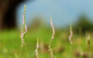 Spiranthes sinensis 綬草