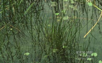 Eleocharis congesta subsp. japonica 針藺