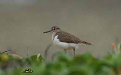 Actitis hypoleucos (Linnaeus, 1758) 磯鷸