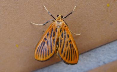 Tyspanodes striata (Butler, 1879) 橙黑紋野螟