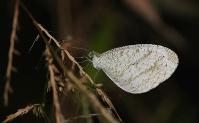 Leptosia nina niobe (Wallace, 1866) 纖粉蝶