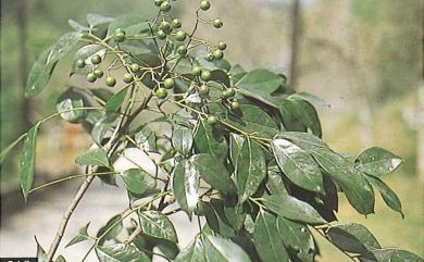 Murraya euchrestifolia Hayata 山黃皮