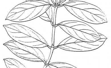 Morinda parvifolia 紅珠藤