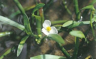 Sagittaria pygmaea Miq. 瓜皮草