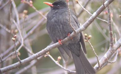 Hypsipetes leucocephalus nigerrimus (Gould, 1863) 紅嘴黑鵯(台灣亞種)