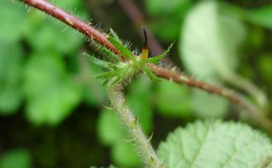 Rubus pectinellus Maxim. 刺萼寒莓