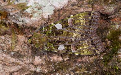 Anaplectoides inouei Plante, 1987 藍綠組夜蛾