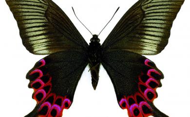 Papilio hopponis Matsumura, 1907 雙環翠鳳蝶
