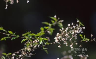 Prunus taiwaniana 霧社山櫻花