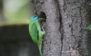 Psilopogon nuchalis (Gould, 1863) 五色鳥