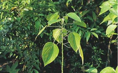 Acalypha suirenbiensis 花蓮鐵莧