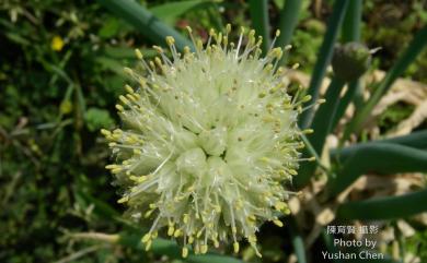 Allium fistulosum 蔥