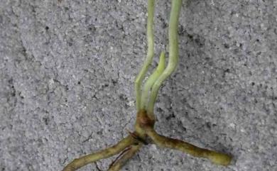 Ophioglossum petiolatum Hook. 銳頭瓶爾小草
