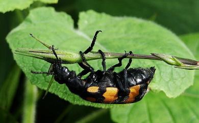 Hycleus phaleratus (Pallas, 1781) 大橫紋芫青