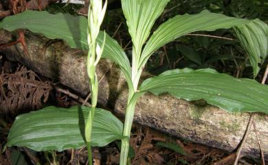 Calanthe obcordata (Lindl.) M.W.Chase, Christenh. & Schuit. 綠花肖頭蕊蘭