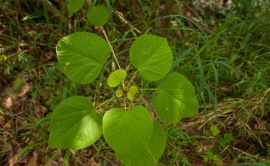 Kleinhovia hospita L. 克蘭樹