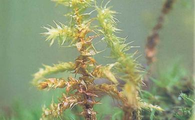 Meteoriella soluta (Mitt.) Okam., 1915 小蔓苔
