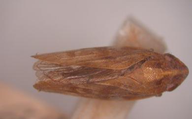 Aphrophora mushana (Matsumura, 1940) 緣斑透翅尖胸沫蟬