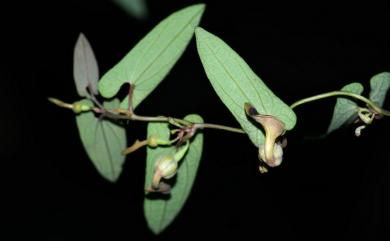Aristolochia foveolata 蜂窩馬兜鈴
