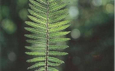 Polystichum parvipinnulum Tagawa 尖葉耳蕨