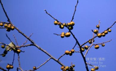 Diospyros japonica 山柿