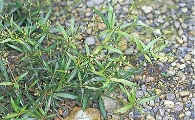 Mollugo stricta L. 粟米草