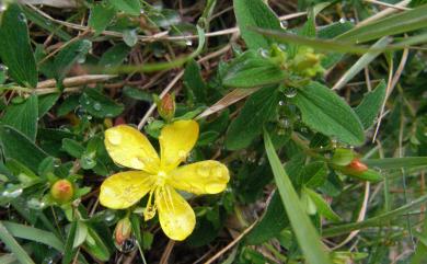 Hypericum nagasawae 玉山金絲桃