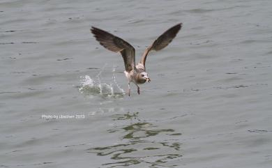 Larus crassirostris Vieillot, 1818 黑尾鷗