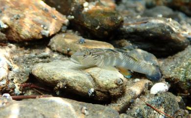 Rhinogobius gigas Aonuma & Chen, 1996 大吻鰕虎