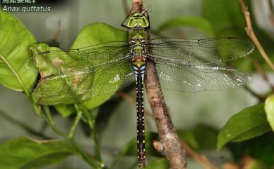 Anax guttatus Burmeister, 1839 烏點晏蜓