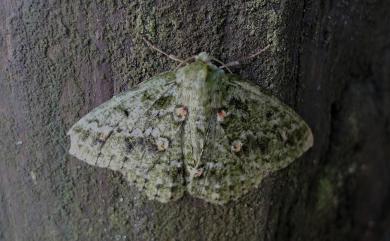 Herochroma ochreipicta (Swinhoe, 1905) 赭點粉綠尺蛾