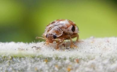 Psyllobora vigintimaculata (Say, 1824) 二十星菌瓢蟲