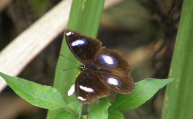 Hypolimnas bolina kezia Butler, 1877 幻蛺蝶