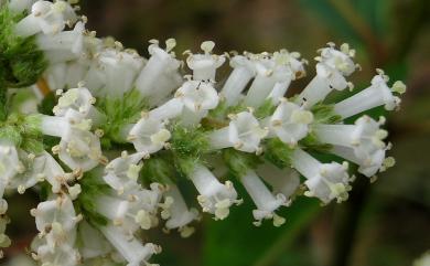 Wendlandia uvariifolia 水錦樹