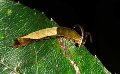 Dichorragia nesimachus formosanus Fruhstorfer, 1909 流星蛺蝶