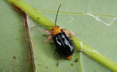 Aulacophora nigripennis Motschulsky, 1857 黑腳黑守瓜