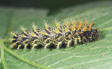 Polygonia c-aureum lunulata Esaki & Nakahara, 1923 黃鉤蛺蝶